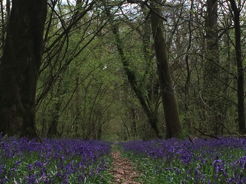 Bluebell Wood